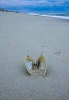 A bivalve shell on the sand, washed ashore by a storm in Island Beach State Park photo