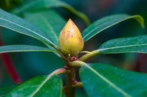 Unopened Flower on a Tree, Flower Bud Between Green Leaves photo