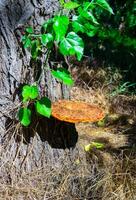 Inonotus hispidus - Tinder fungus on an old rotten trunk of a large tree photo