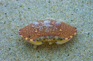 Carapace of a crab on the sand after a strong wind on the ocean shore in New Jersey, USA photo