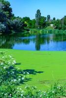 Aquatic plants floating on the surface of the water duckweed Lemna and Wolffia in a stagnant pond, photo