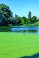 Aquatic plants floating on the surface of the water duckweed Lemna and Wolffia in a stagnant pond, photo