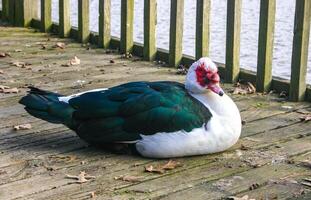 A big goose with a red beak is resting on a wooden pier in the Pete Sensi Park, NJ USA photo