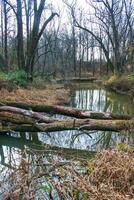Autumn forest in a public park, old trees growing along a small river falling into the water, NJ photo