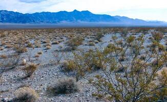 California desert landscape, cacti and other desert plants in rock desert in the foothills, California photo