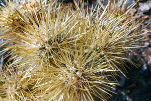Teddy bear cholla Cylindropuntia bigelovii, cactus with tenacious yellow spines, numerous in the Sonoran Desert, California photo