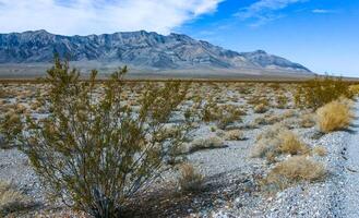California desert landscape, cacti and other desert plants in rock desert in the foothills, California photo