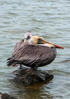 Brown Pelican Pelecanus occidentalis, an adult bird resting on a rock in the Gulf of Mexico, Florida photo