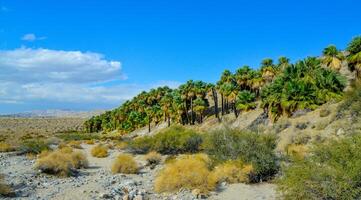 Palm trees rise in the desert at Thousand Palms Oasis near Coachella Valley Preserve. Villis palms oasis. California photo