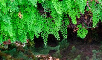 Green leaves of fern growing near the water on the banks of the river, Texas, Garner State Park, USA photo