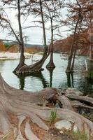 Large roots of bog cypress growing in the water on the banks of the river, Texas, Garner State Park, USA photo