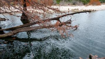 The trunk of a swamp cypress that has fallen into the river, growing in the water on the river bank. Texas, Garner State Park, USA photo