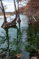 Large roots of bog cypress growing in the water on the banks of the river, Texas, Garner State Park, USA photo