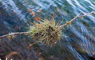 Flowering bushes of the epiphytic plant of Tillandsia on a tree branch. Texas, Garner State Park, USA photo