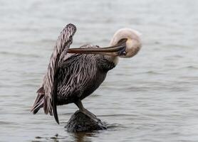 Brown Pelican Pelecanus occidentalis, bird combing feathers standing on a stone, Florida photo