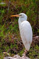 The great egret Ardea alba, bird resting in mangroves, Florida photo