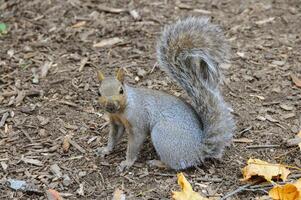 Eastern Gray Squirrel Sciurus carolinensis photo