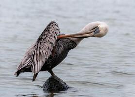 Brown Pelican Pelecanus occidentalis, bird combing feathers standing on a stone, Florida photo