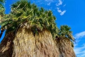 Palm trees rise in the desert at Thousand Palms Oasis near Coachella Valley Preserve. Villis palms oasis. California photo