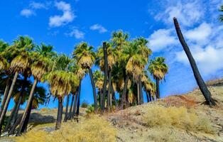 Palm trees rise in the desert at Thousand Palms Oasis near Coachella Valley Preserve. Villis palms oasis. California photo