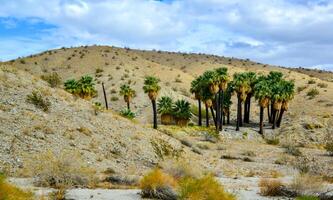 Palm trees rise in the desert at Thousand Palms Oasis near Coachella Valley Preserve. Villis palms oasis photo