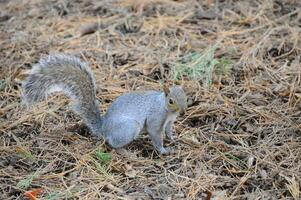 Eastern Gray Squirrel Sciurus carolinensis photo