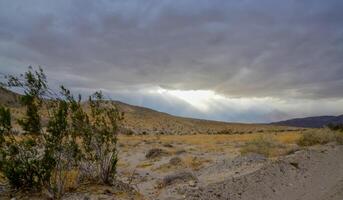 Stone valley overgrown with desert vegetation and cacti on a cloudy day, Mountains in the background, CA photo