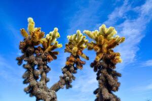 Teddy bear cholla Cylindropuntia bigelovii. Cholla Cactus Garden at Joshua Tree National Park. California photo