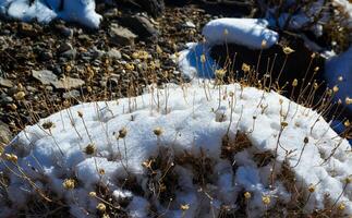 Snow in the mountains, Snow-covered mountain pass, desert plants under the snow in summer photo