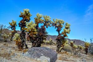 Teddy bear cholla Cylindropuntia bigelovii. Cholla Cactus Garden at Joshua Tree National Park. California photo