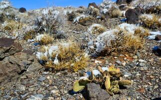 Snow in the mountains, Snow-covered mountain pass, desert plants under the snow in summer photo