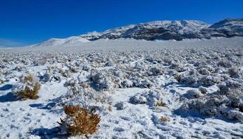 Snow in the mountains, Snow-covered mountain pass, desert plants under the snow in summer photo