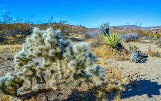 Cylindropuntia echinocarpa - Cholla Cactus Garden Sunset Mojave Desert Joshua Tree National Park photo