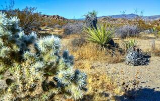 Cylindropuntia echinocarpa - Cholla Cactus Garden Sunset Mojave Desert Joshua Tree National Park photo