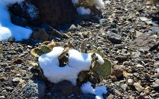 Snow in the mountains, Snow-covered mountain pass, desert plants under the snow in summer photo