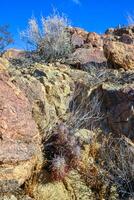 Landscape of a stone desert, Group of cacti among stones -Echinocereus engelmanii, Joshua Tree National Park photo