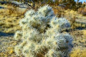 Cylindropuntia echinocarpa - Cholla Cactus Garden Sunset Mojave Desert Joshua Tree National Park photo