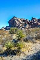 Rock desert landscape in California, yucca, cacti and desert plants in the foreground. photo