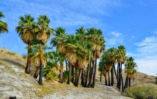 Palm trees rise in the desert at Thousand Palms Oasis near Coachella Valley Preserve. Villis palms oasis. California photo