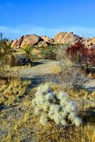 Cylindropuntia echinocarpa - Cholla Cactus Garden Sunset Mojave Desert Joshua Tree National Park photo