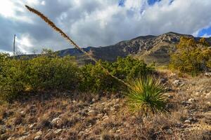 Agave, yucca, cacti and desert plants in a mountain valley landscape in New Mexico, photo