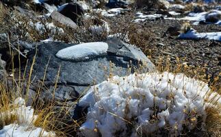 Snow in the mountains, Snow-covered mountain pass, desert plants under the snow in summer photo