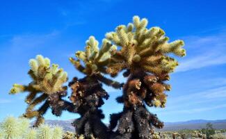 Teddy bear cholla Cylindropuntia bigelovii. Cholla Cactus Garden at Joshua Tree National Park. California photo