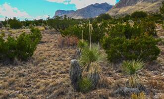 Agave, yucca, cacti and desert plants in a mountain valley landscape in New Mexico, photo