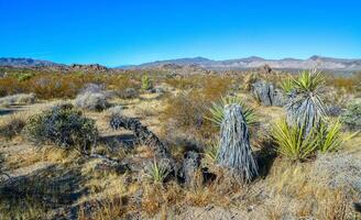 Rock desert landscape in California, yucca, cacti and desert plants in the foreground. photo