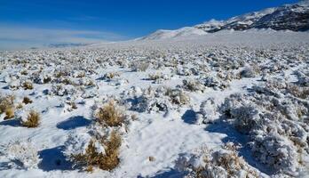 Snow in the mountains, Snow-covered mountain pass, desert plants under the snow in summer photo