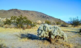 Cylindropuntia echinocarpa - Cholla Cactus Garden Sunset Mojave Desert Joshua Tree National Park photo