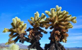 Teddy bear cholla Cylindropuntia bigelovii. Cholla Cactus Garden at Joshua Tree National Park. California photo