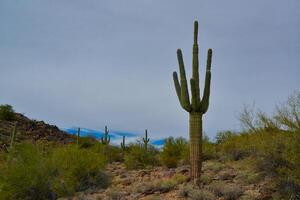 Giant cactus Saguaro cactus Carnegiea gigantea against the background of a cloudy sky photo