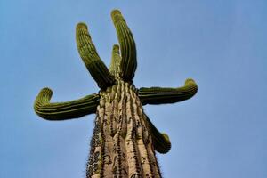 Giant cactus Saguaro cactus Carnegiea gigantea against the background of a cloudy sky, Arizona photo